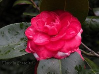 /album/rosso-in-giardino/camelia-marzo-c-jpg1/